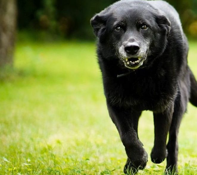 Jahresrückblick 2022 – diesmal aus Sicht der Tischlerhündin